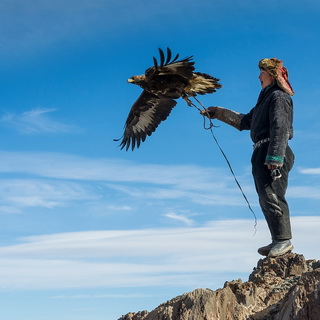 Ulgii - Bazarbai releases his eagle